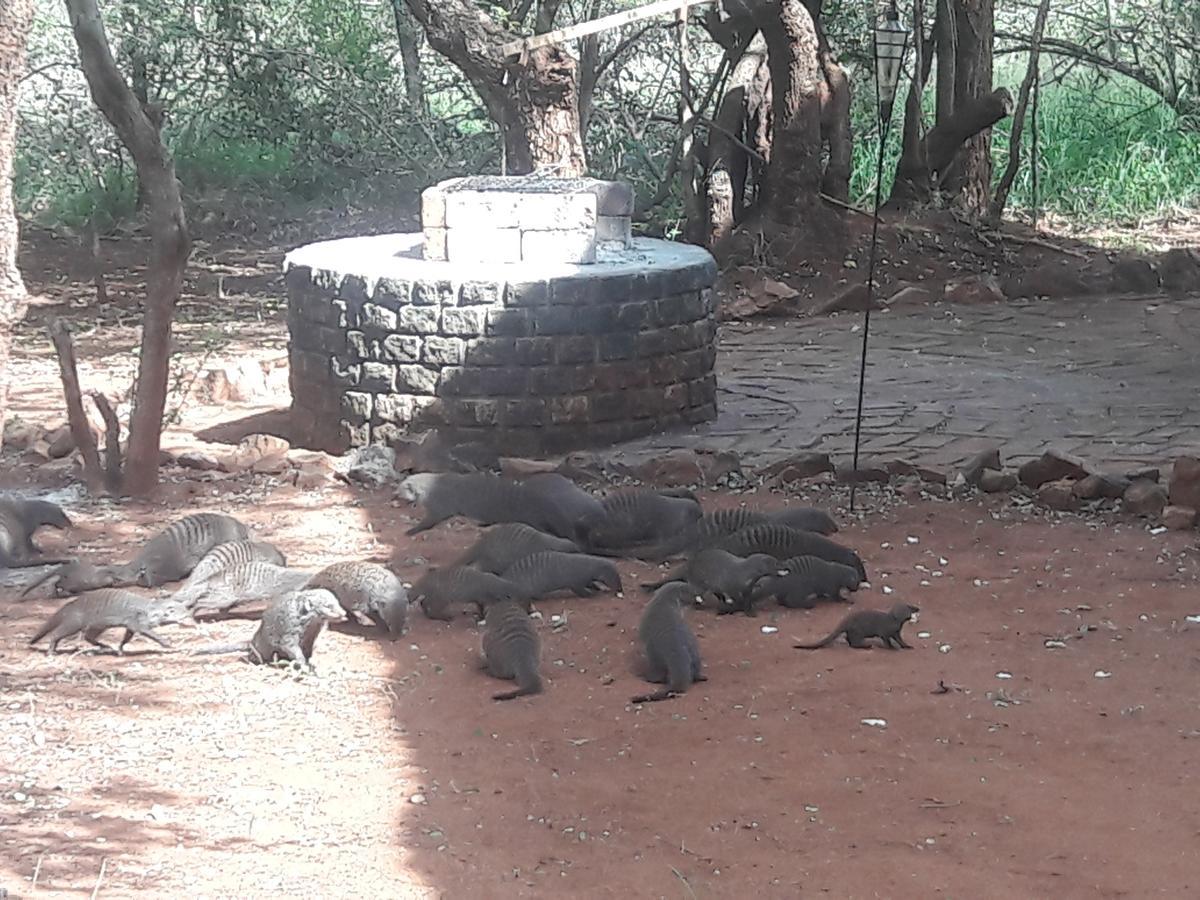Little Bush Baby Marloth Park Exterior foto