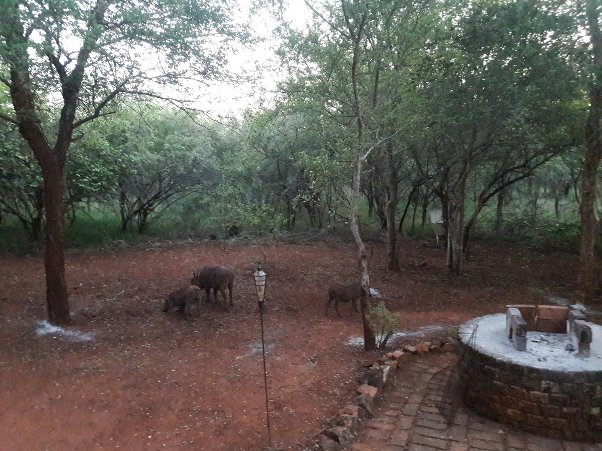 Little Bush Baby Marloth Park Exterior foto