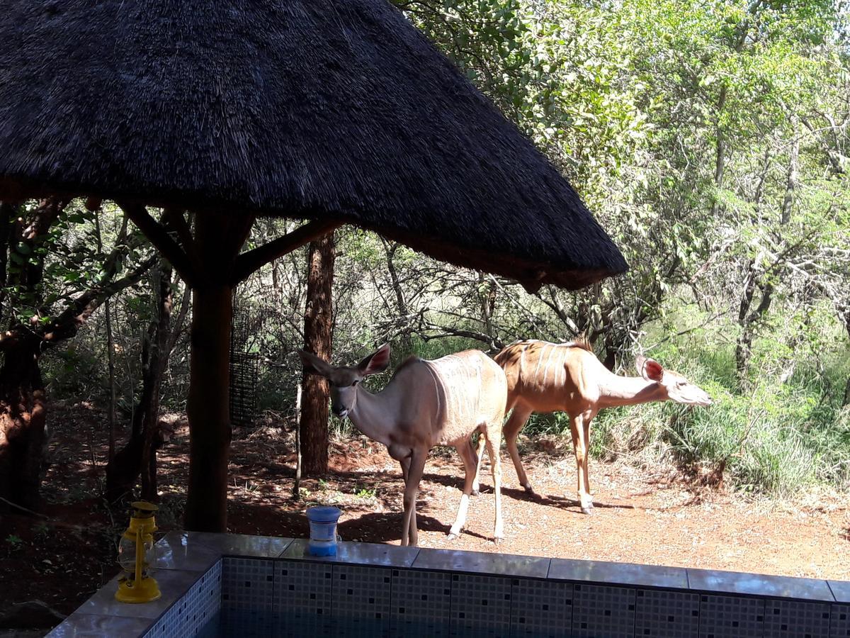 Little Bush Baby Marloth Park Exterior foto