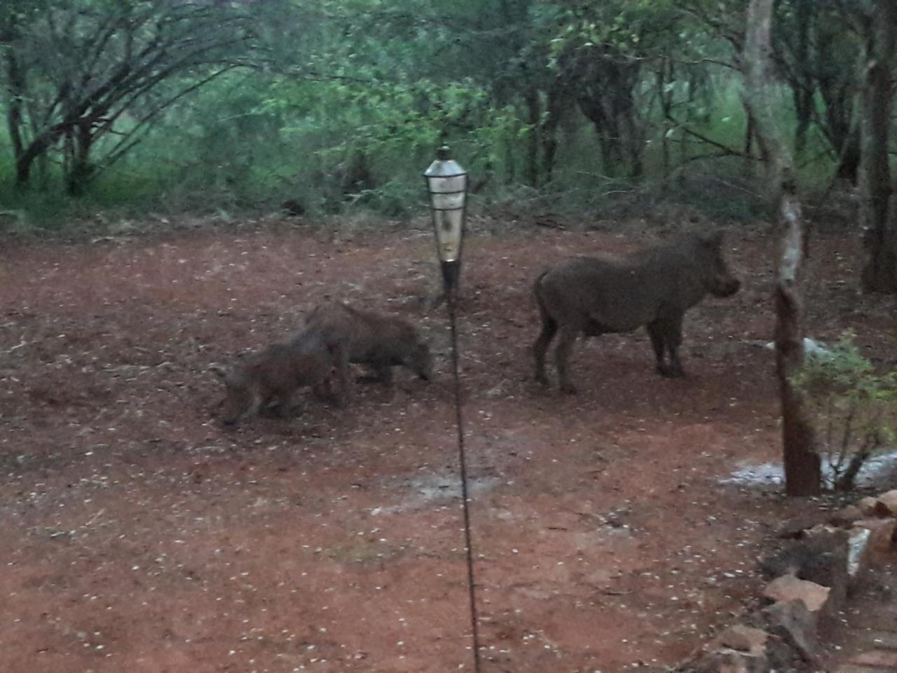 Little Bush Baby Marloth Park Exterior foto
