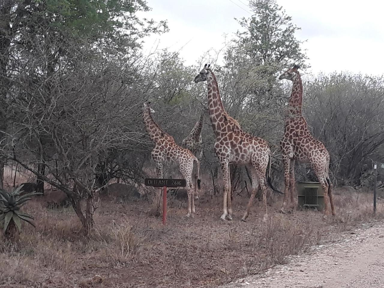 Little Bush Baby Marloth Park Exterior foto